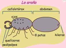 En este esquema está dibujada una araña y hay unas llaves y flechas que señalan a cada parte. 