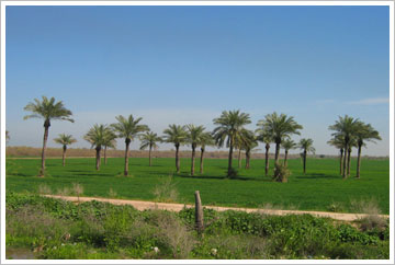 Palmeras cerca del zigurat de Chongha Zambil, Iran. Banco de imágenes del ISFTIC