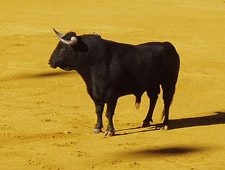 Toro de Lidia