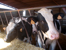 Vacas lecheras