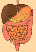 Aparato digestivo