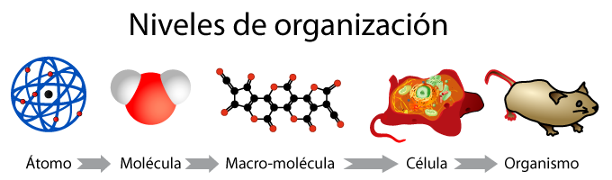 Niveles de organización