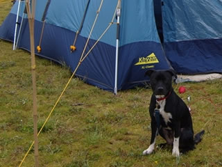 Perro junto a tienda de camping