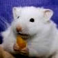 hamster