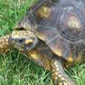 tortuga
