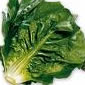 lechuga