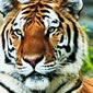 tigre